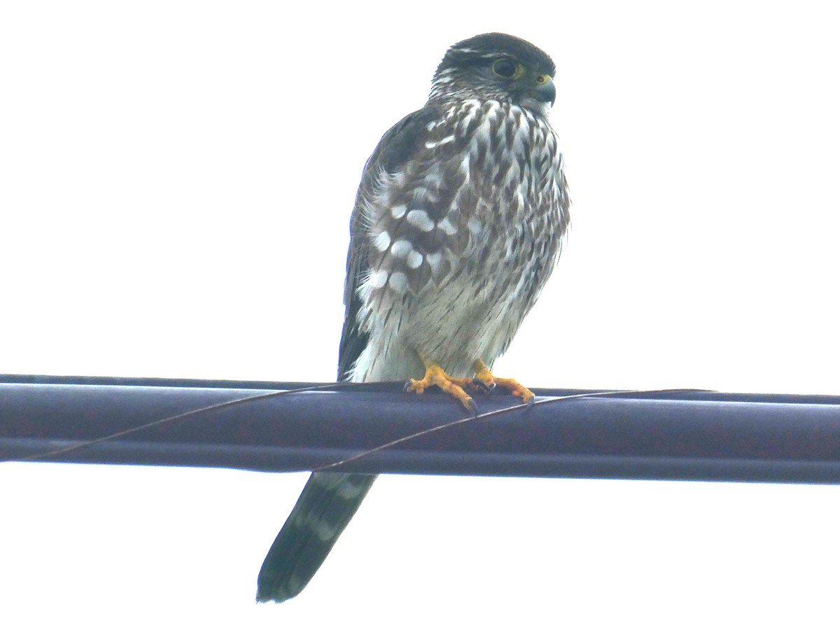 コチョウゲンボウ - ML629718667