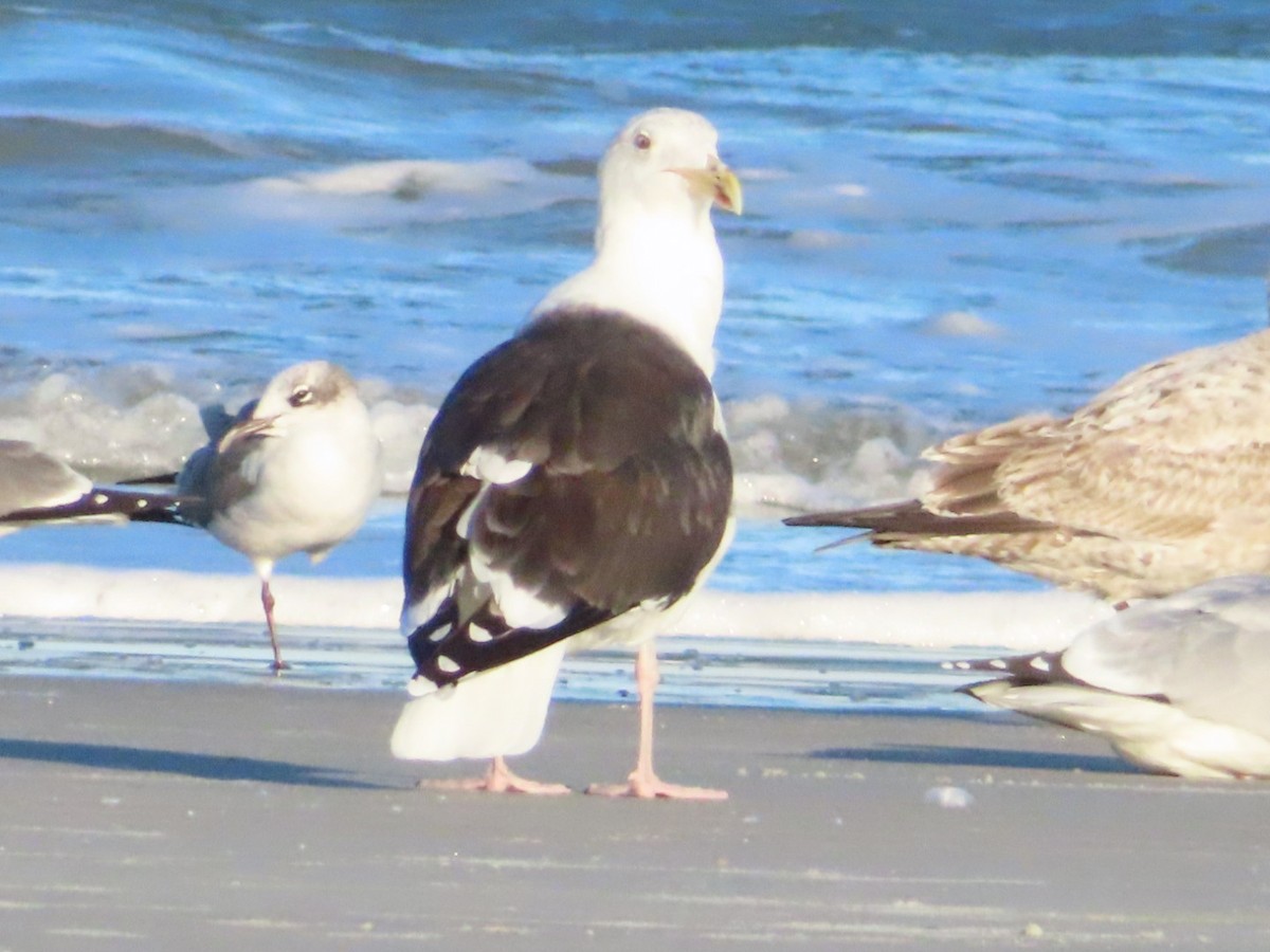 Great Black-backed Gull - ML629718684