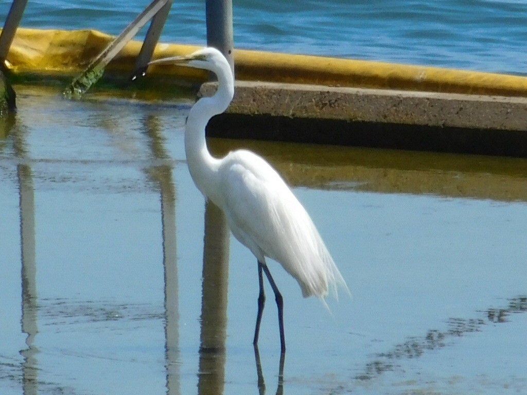 Great Egret - ML62971871