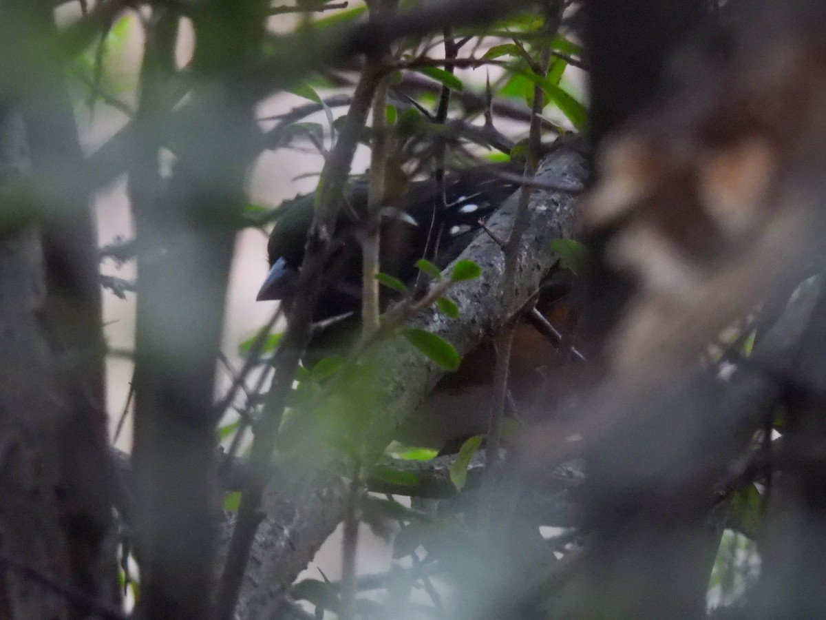 Spotted Towhee - ML629718737