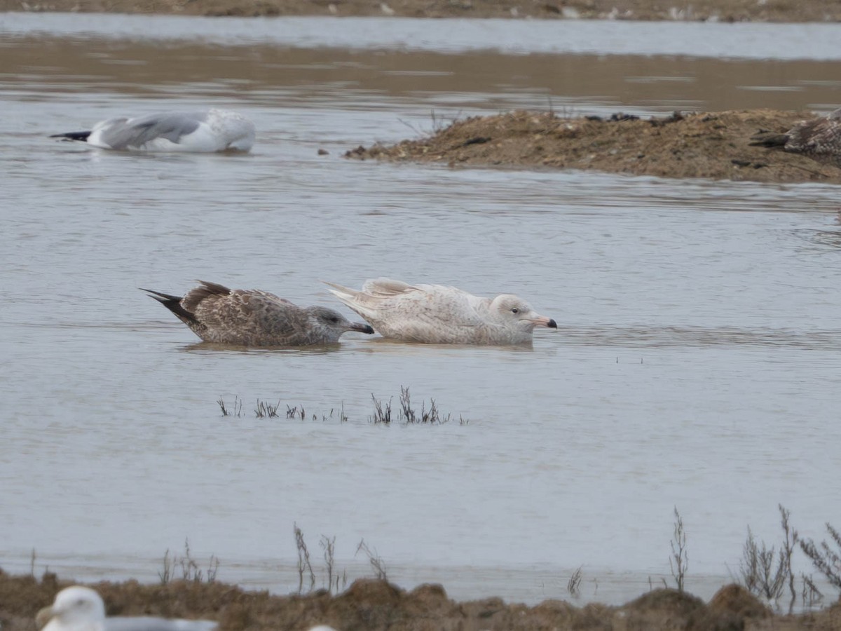 Мөсний цахлай - ML629718774