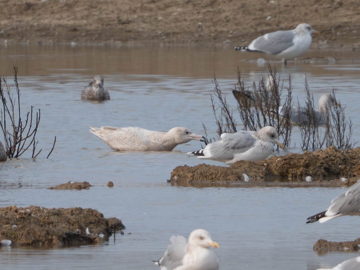 Мөсний цахлай - ML629718775