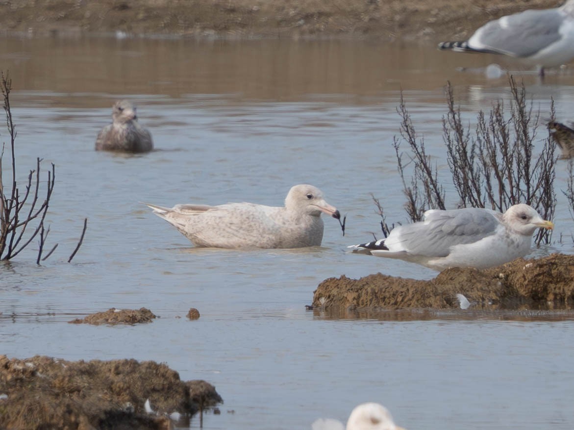 Мөсний цахлай - ML629718776