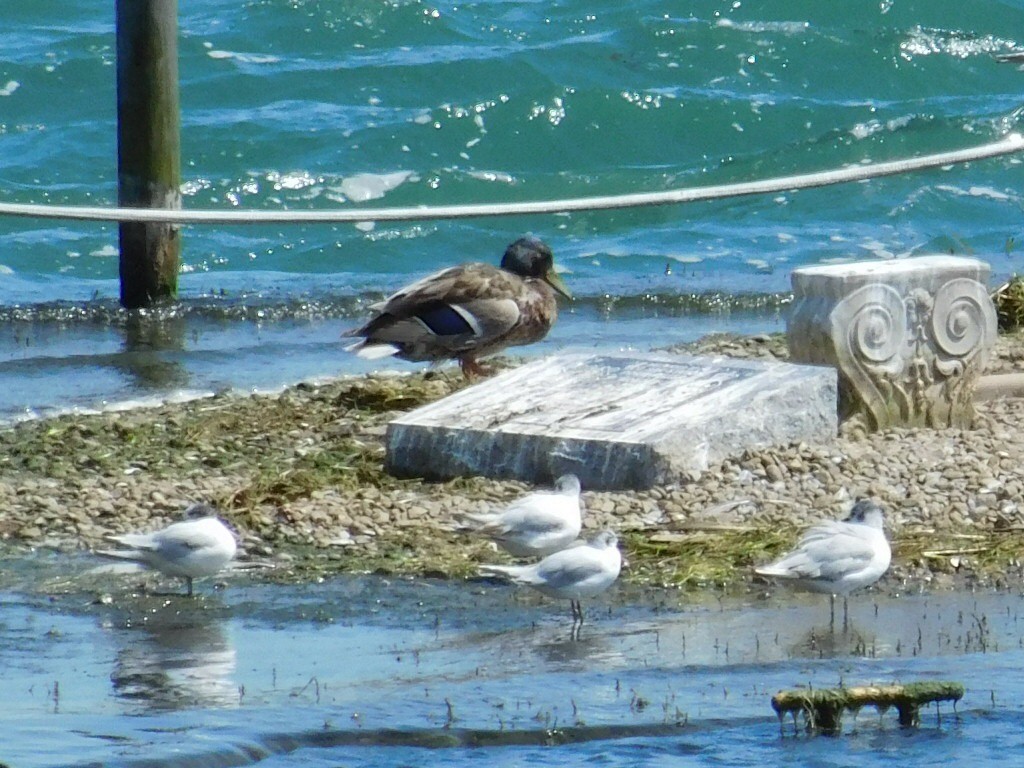 Bonaparte's Gull - ML62971891