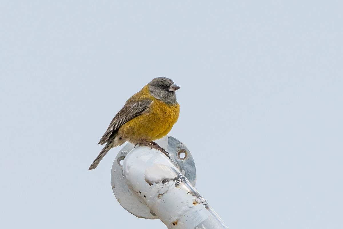 Peruvian Sierra Finch - ML629718939
