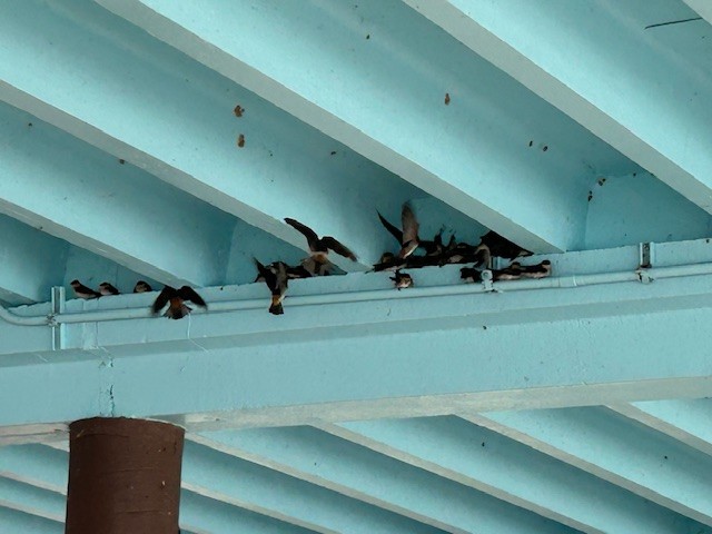 セスジツバメ - ML629719053