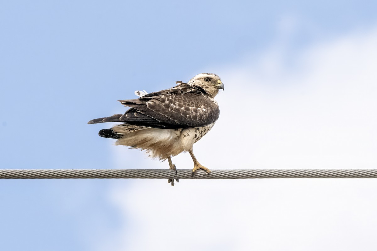 Swainson's Hawk - ML629719177