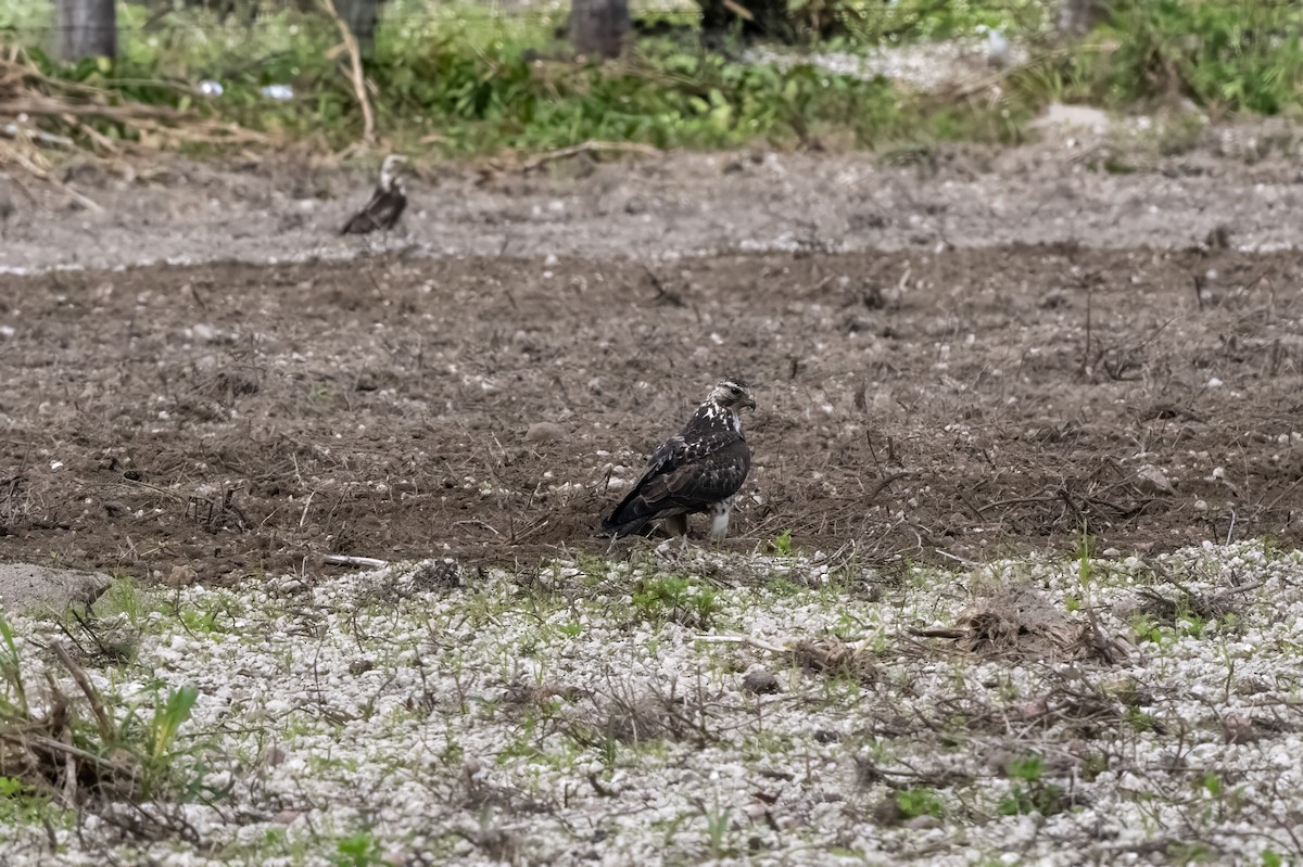 Swainson's Hawk - ML629719178
