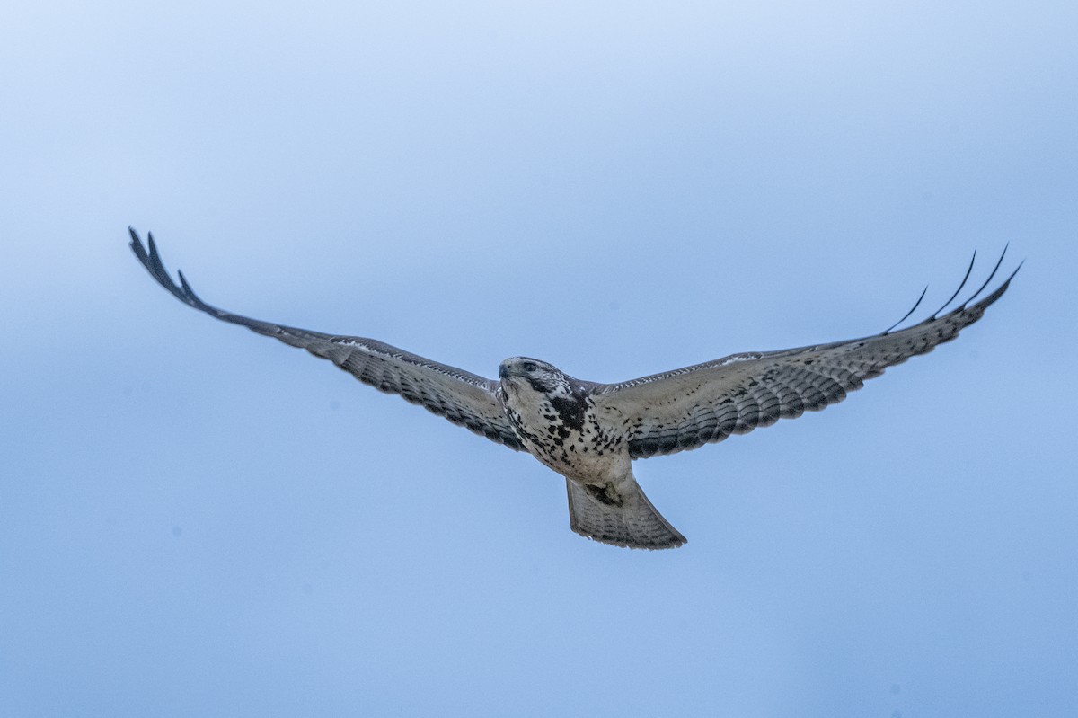 Swainson's Hawk - ML629719179