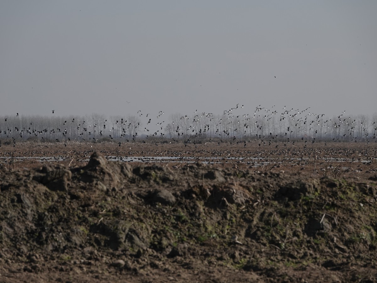 Northern Lapwing - ML629719303