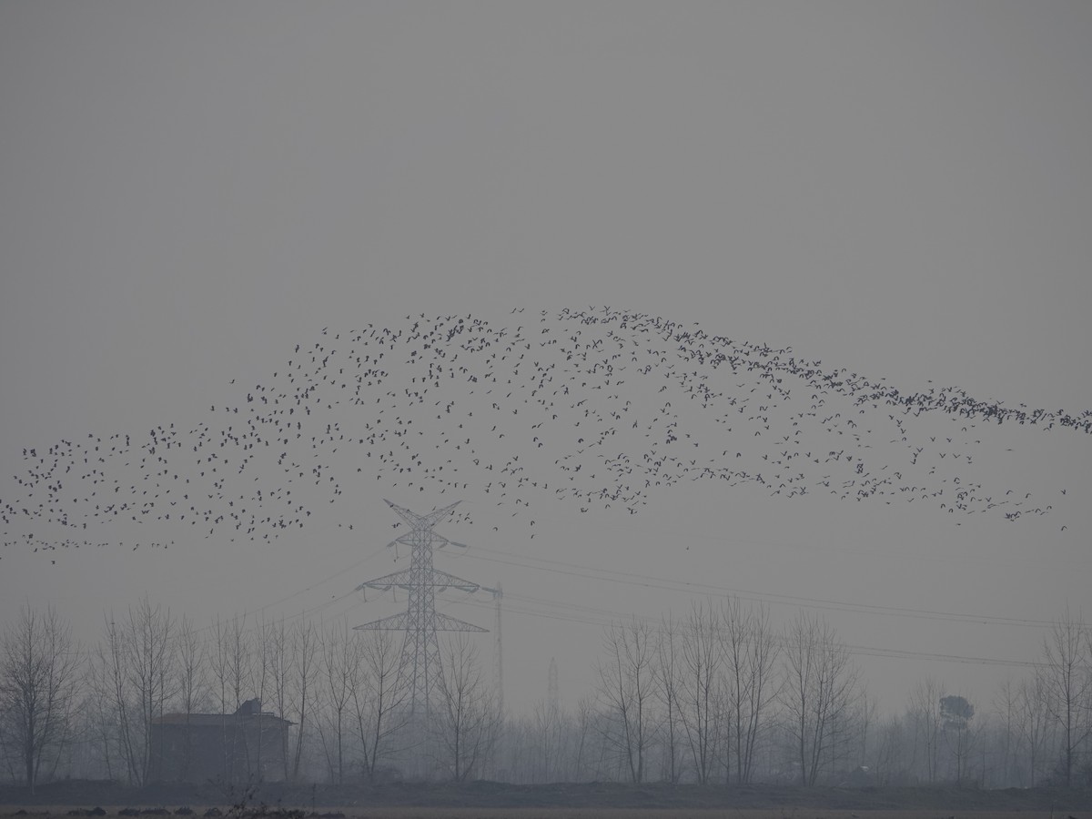 Northern Lapwing - ML629719388