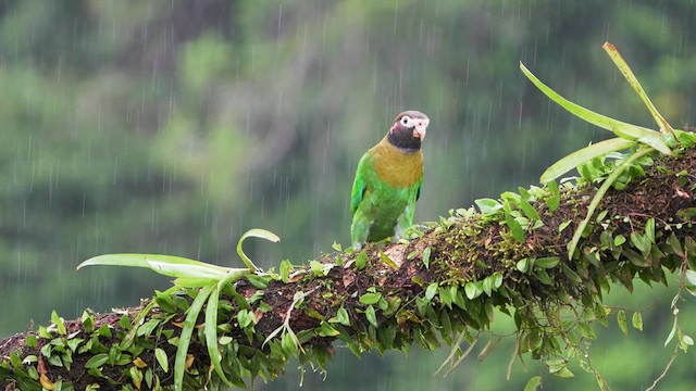 Brown-hooded Parrot - ML629719390