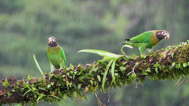 Brown-hooded Parrot - ML629719395