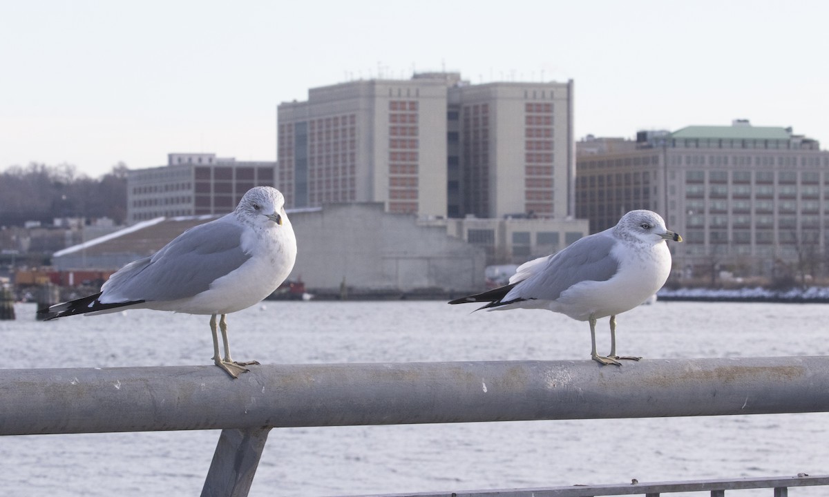 Ring-billed Gull - ML629719479