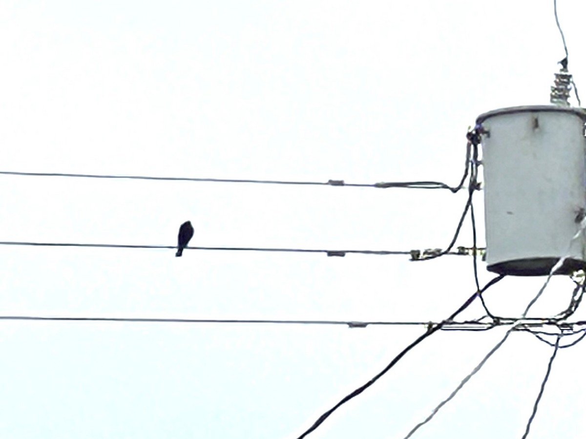 クロコウウチョウ - ML629719485