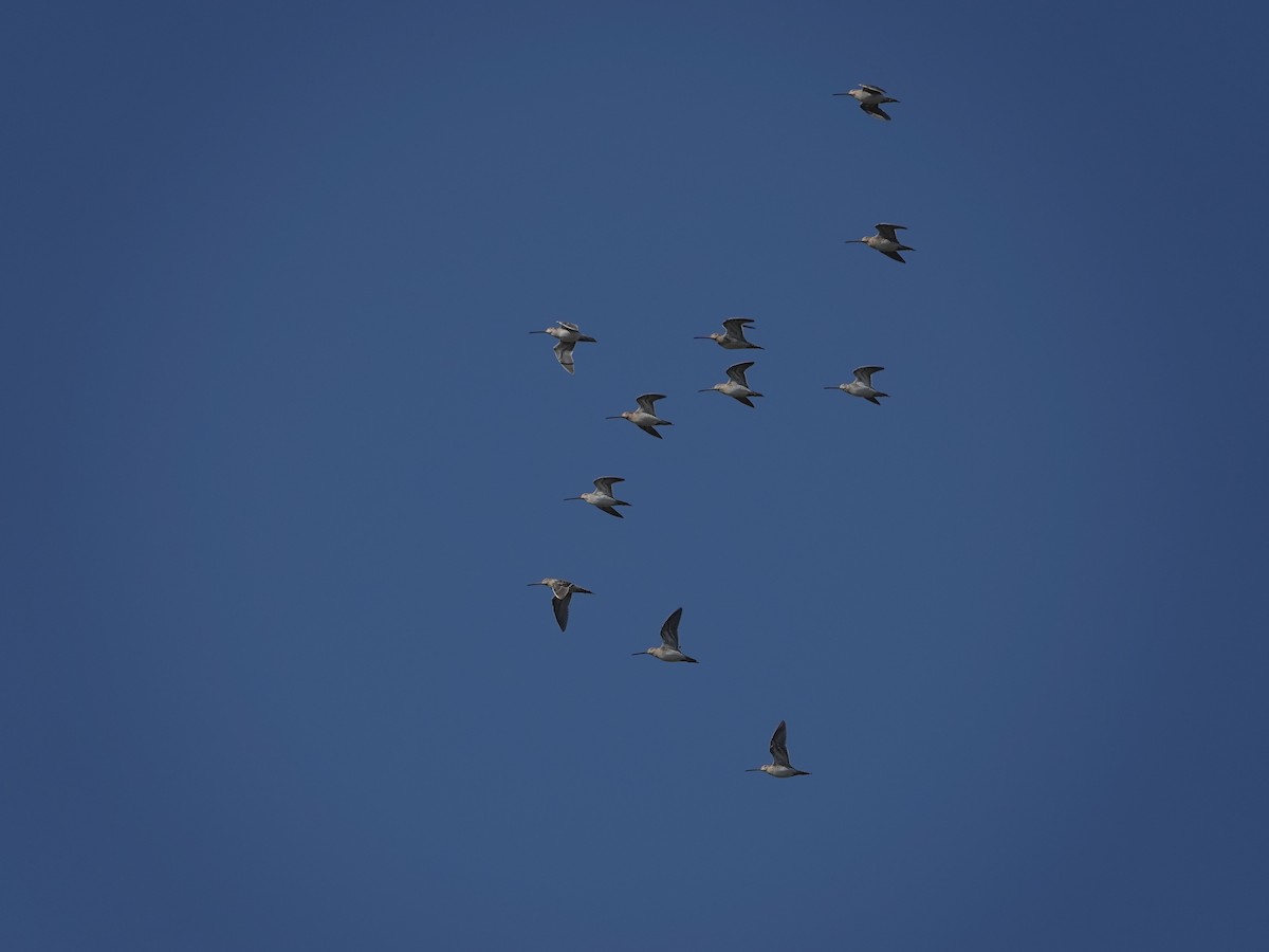 Common Snipe - ML629719491