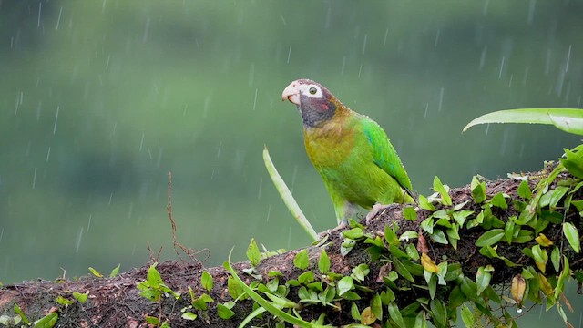 Brown-hooded Parrot - ML629719539