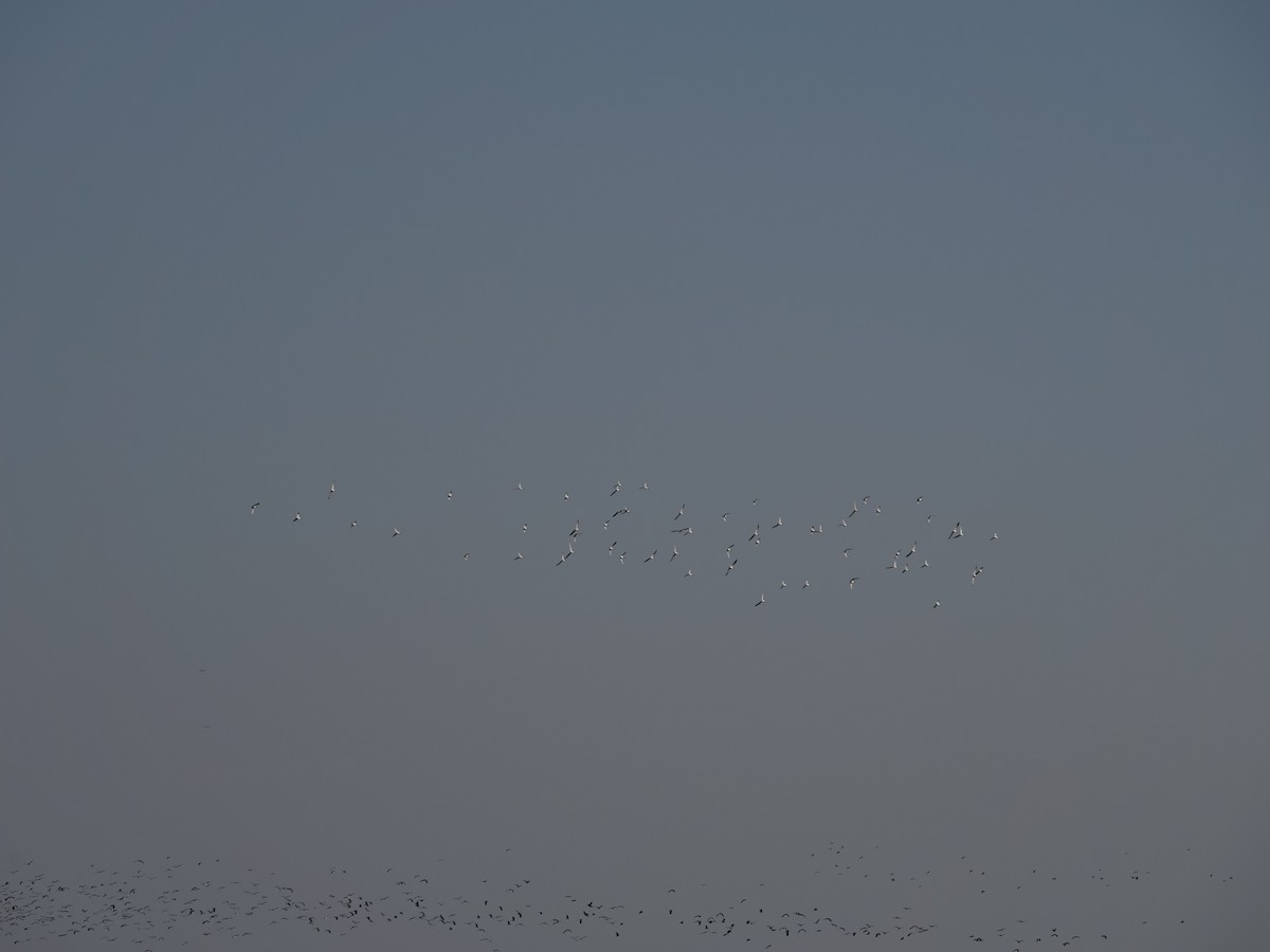 Curlew Sandpiper - ML629719636