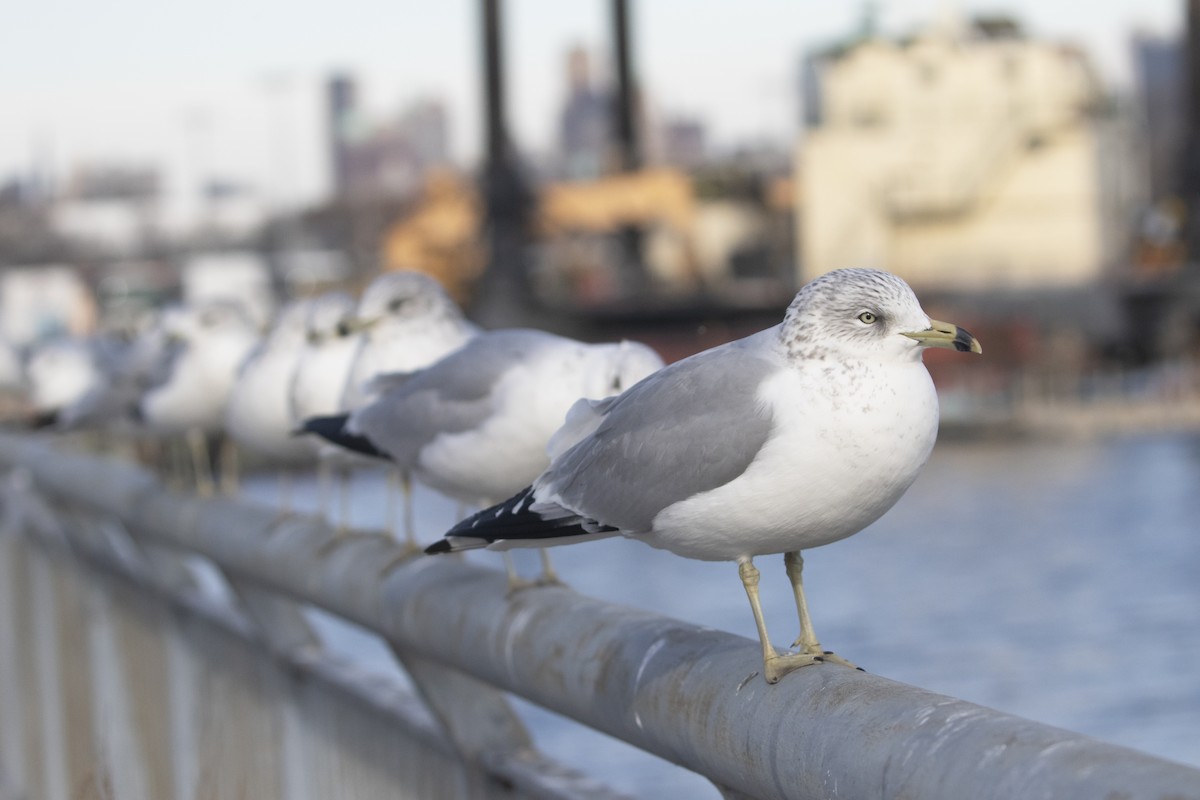 Ring-billed Gull - ML629719668