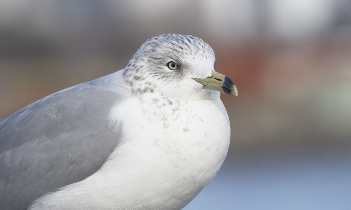 Ring-billed Gull - ML629719771