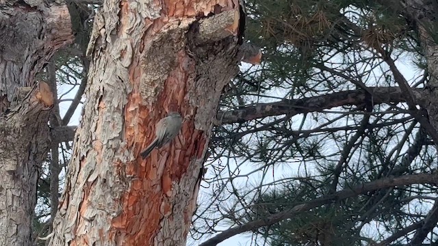 Bushtit - ML629719856