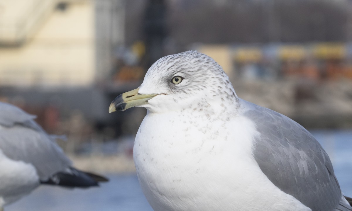 Ring-billed Gull - ML629719865
