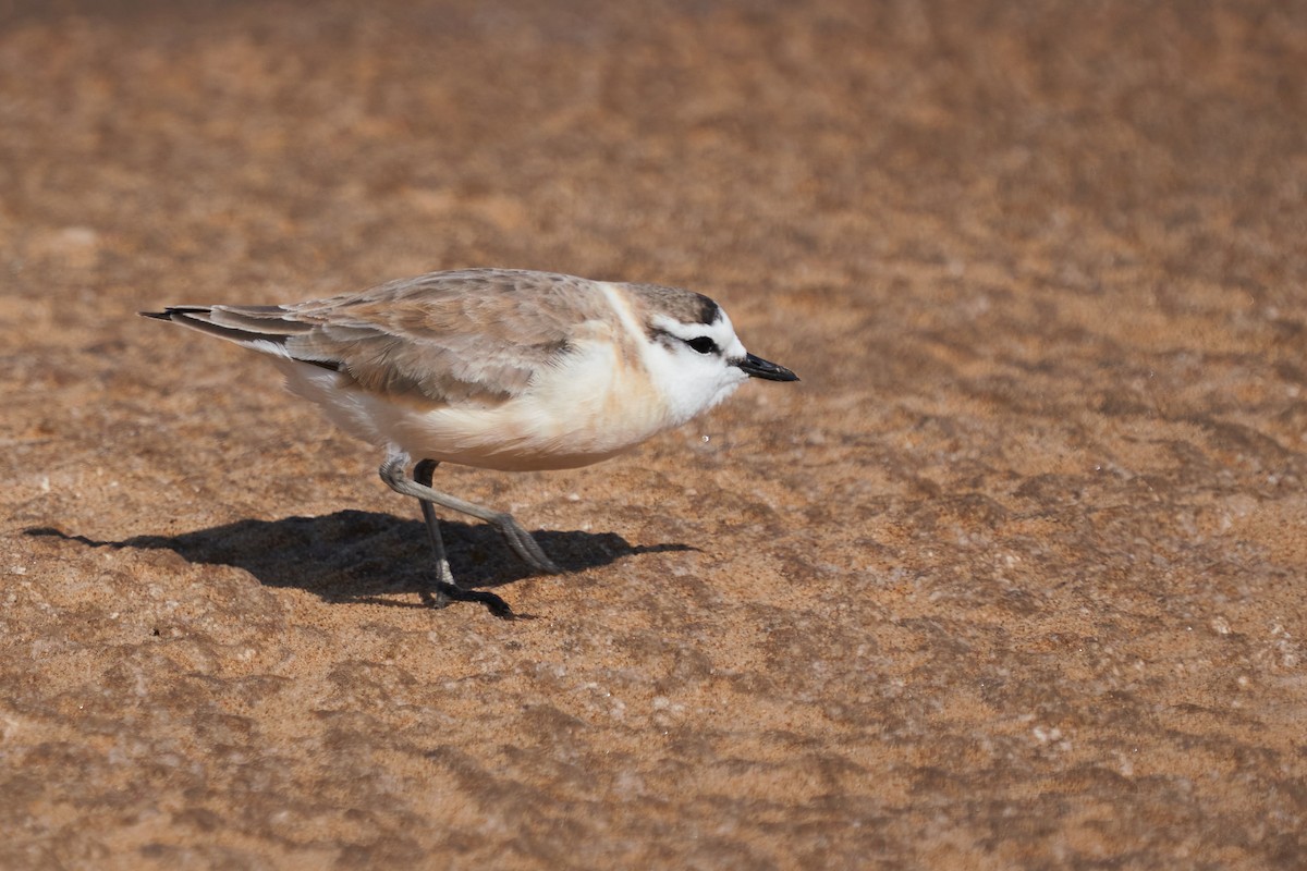 White-fronted Plover - ML629719946