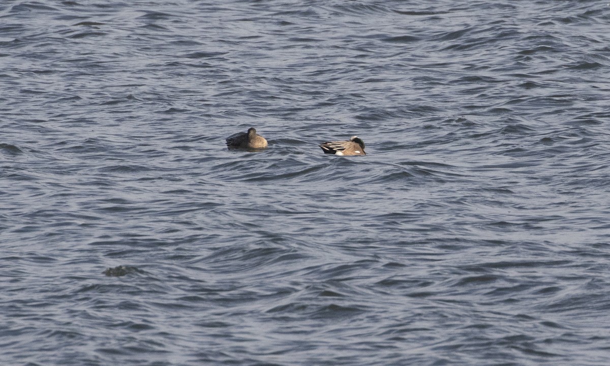 American Wigeon - ML629720082