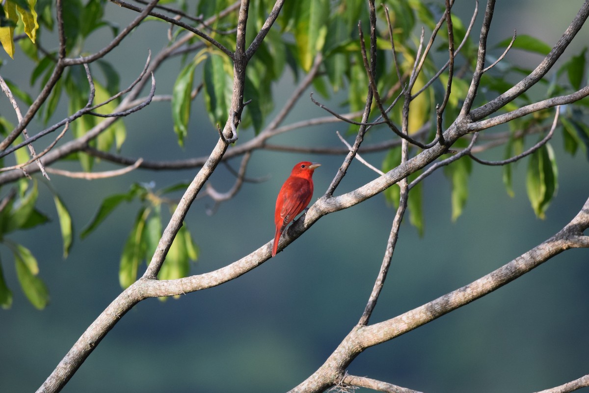 Summer Tanager - ML629720116