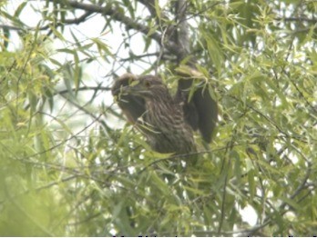 ゴイサギ - ML629720200