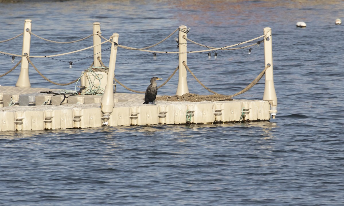 Double-crested Cormorant - ML629720207