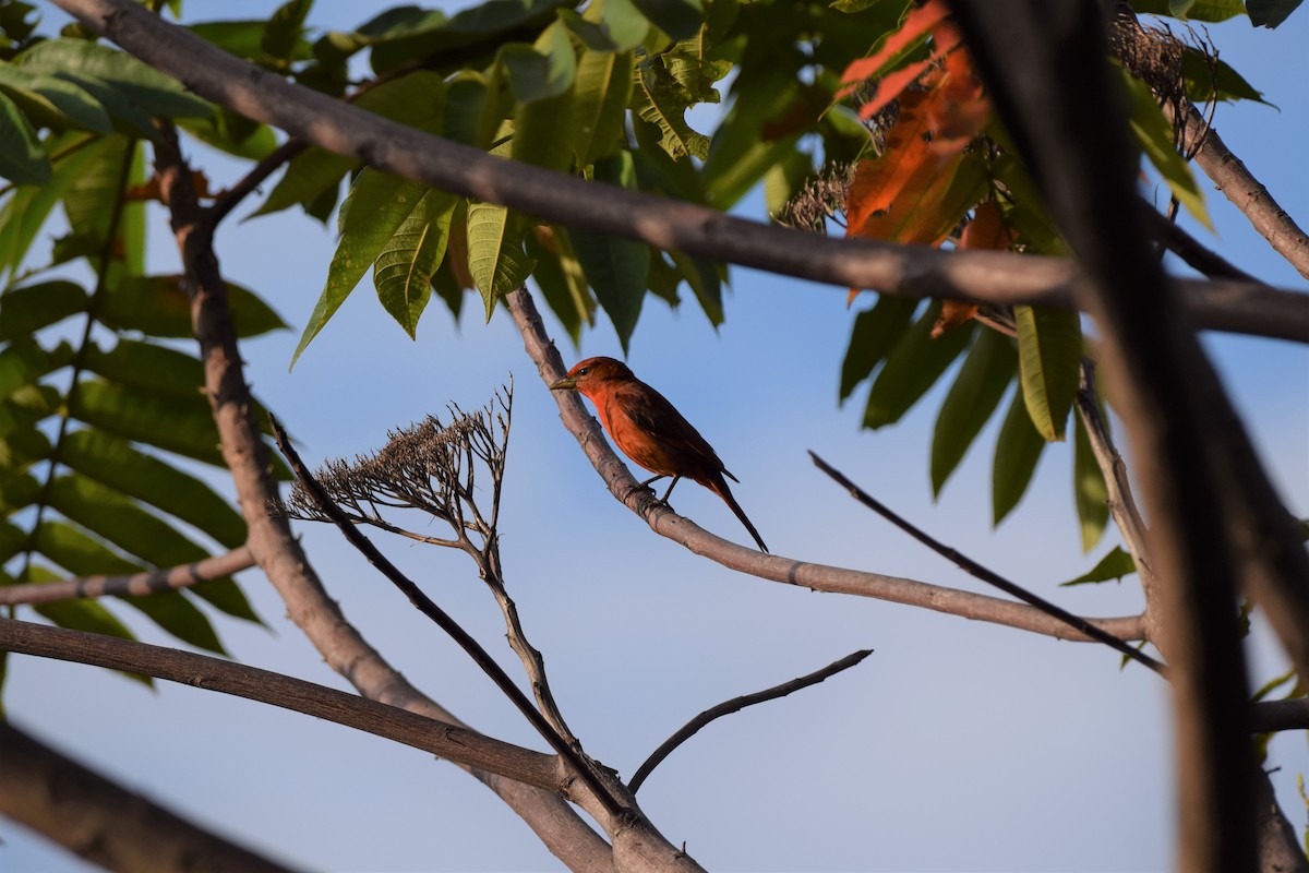 Summer Tanager - ML629720256