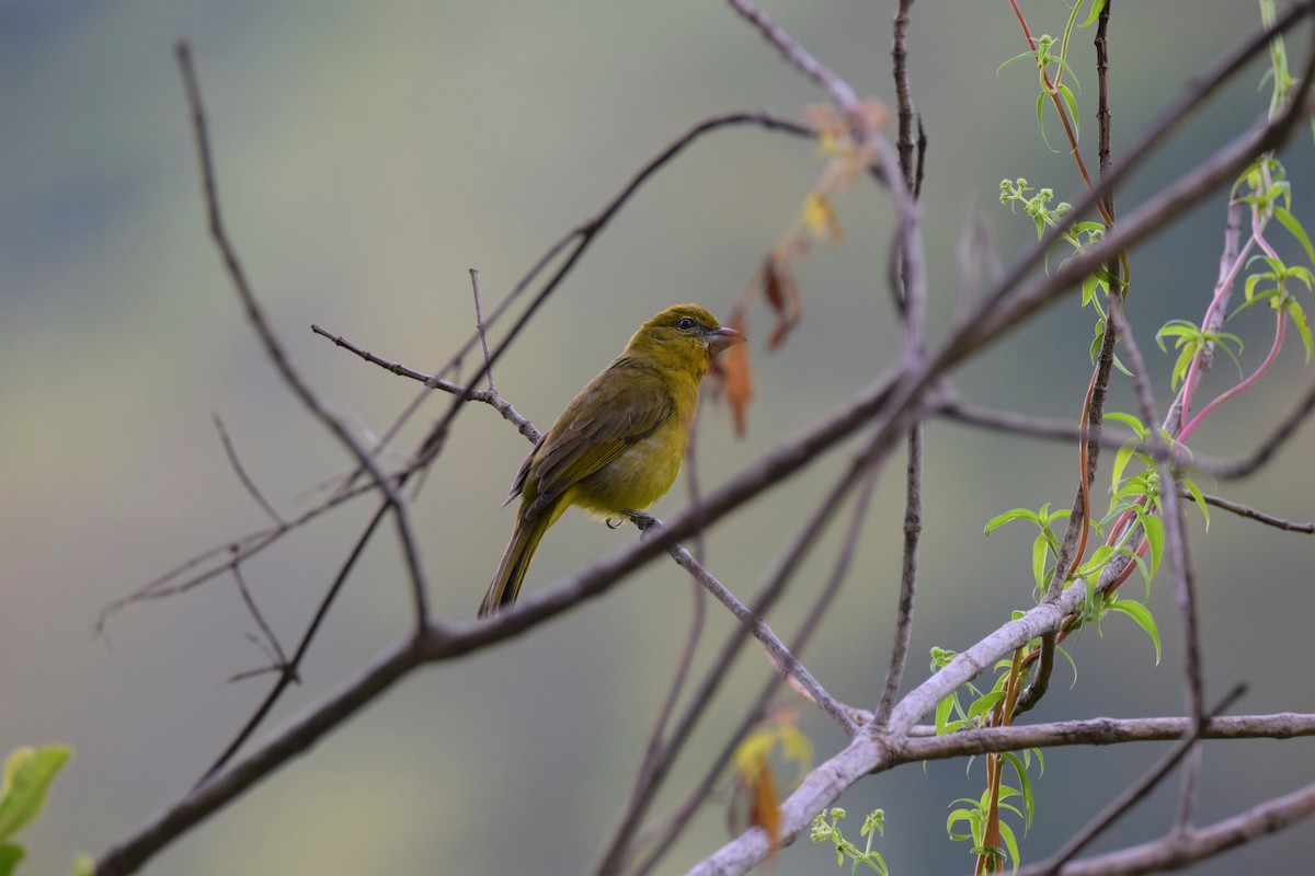 Summer Tanager - ML629720257