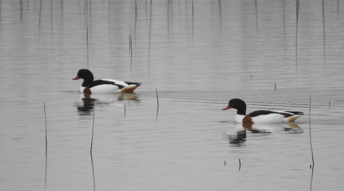 Common Shelduck - ML629720481