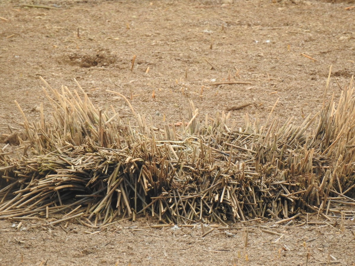 Common Snipe - ML629720516