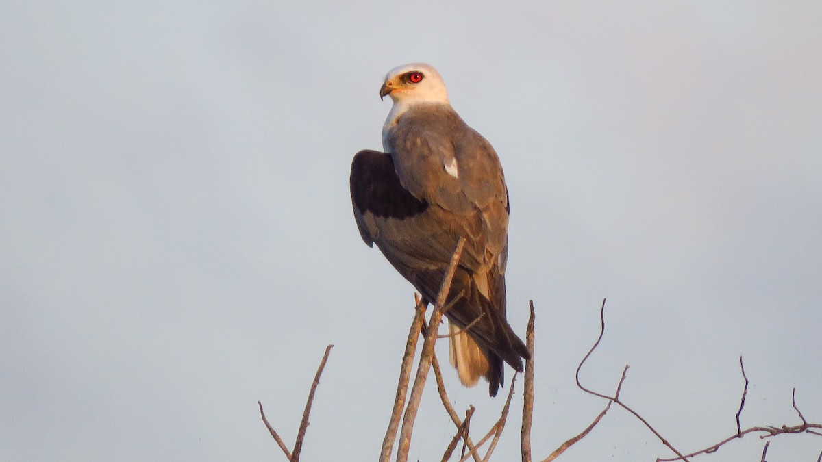 White-tailed Kite - ML629720553