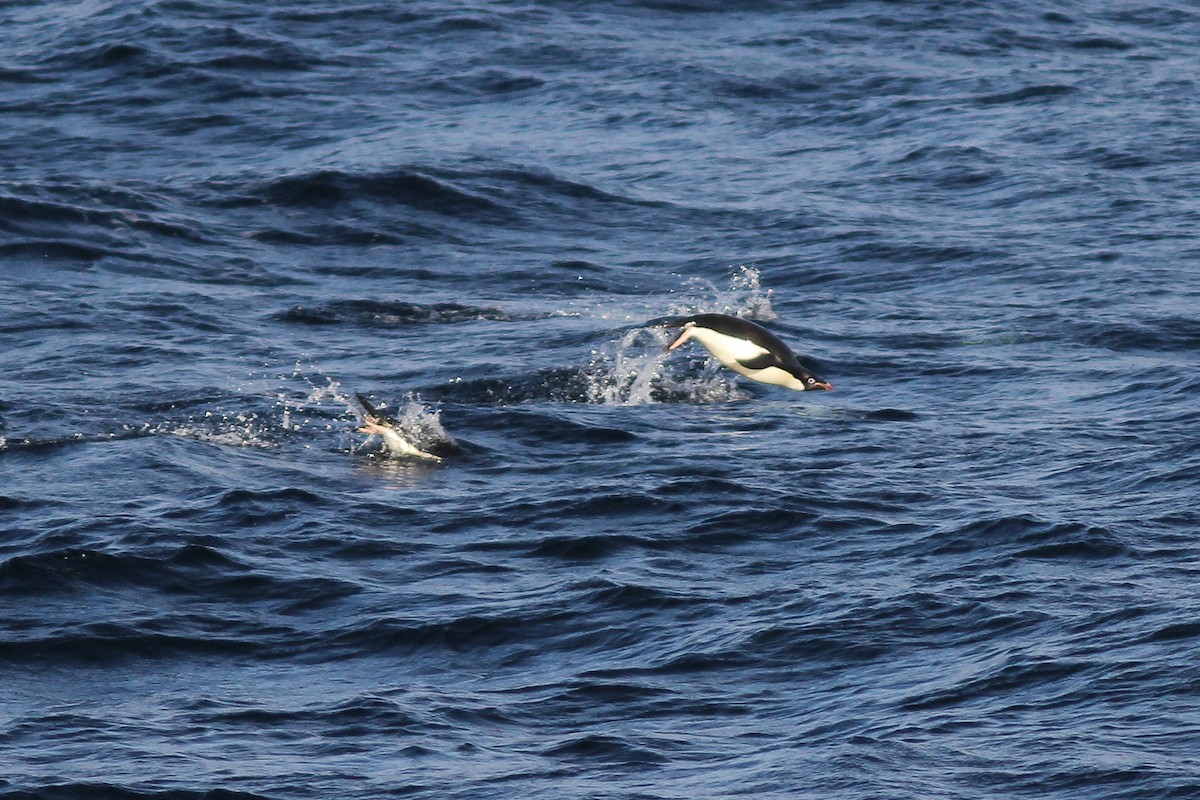 Manchot d'Adélie - ML629720570