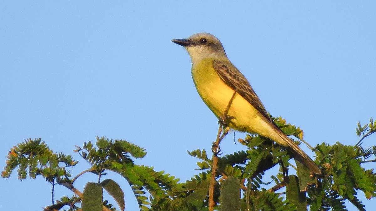 Tropical/Couch's Kingbird - ML629720571
