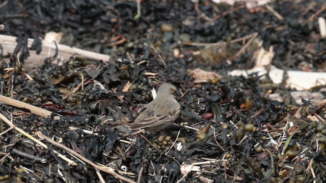 American Pipit - ML629720784