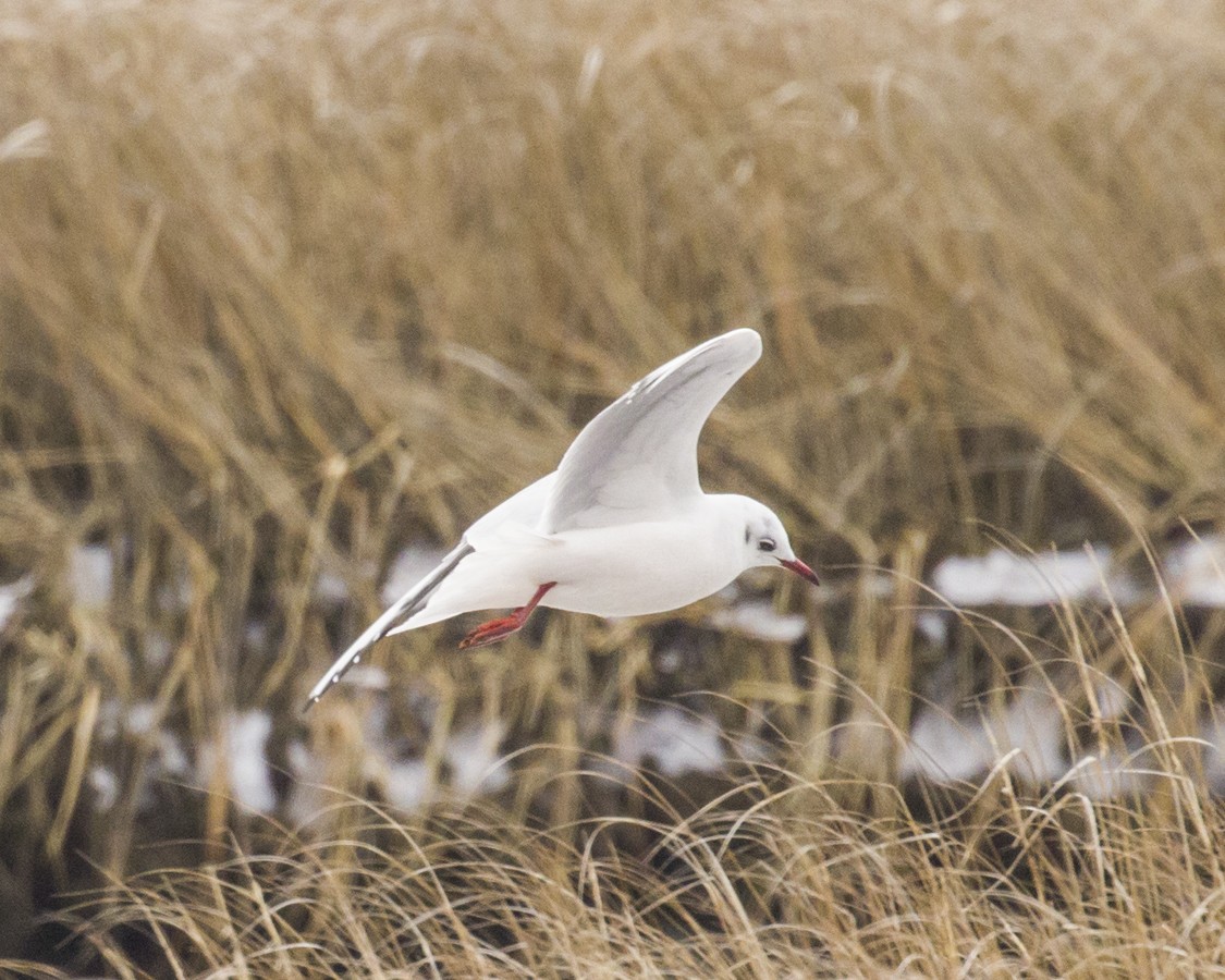 Black-headed Gull - ML629720859