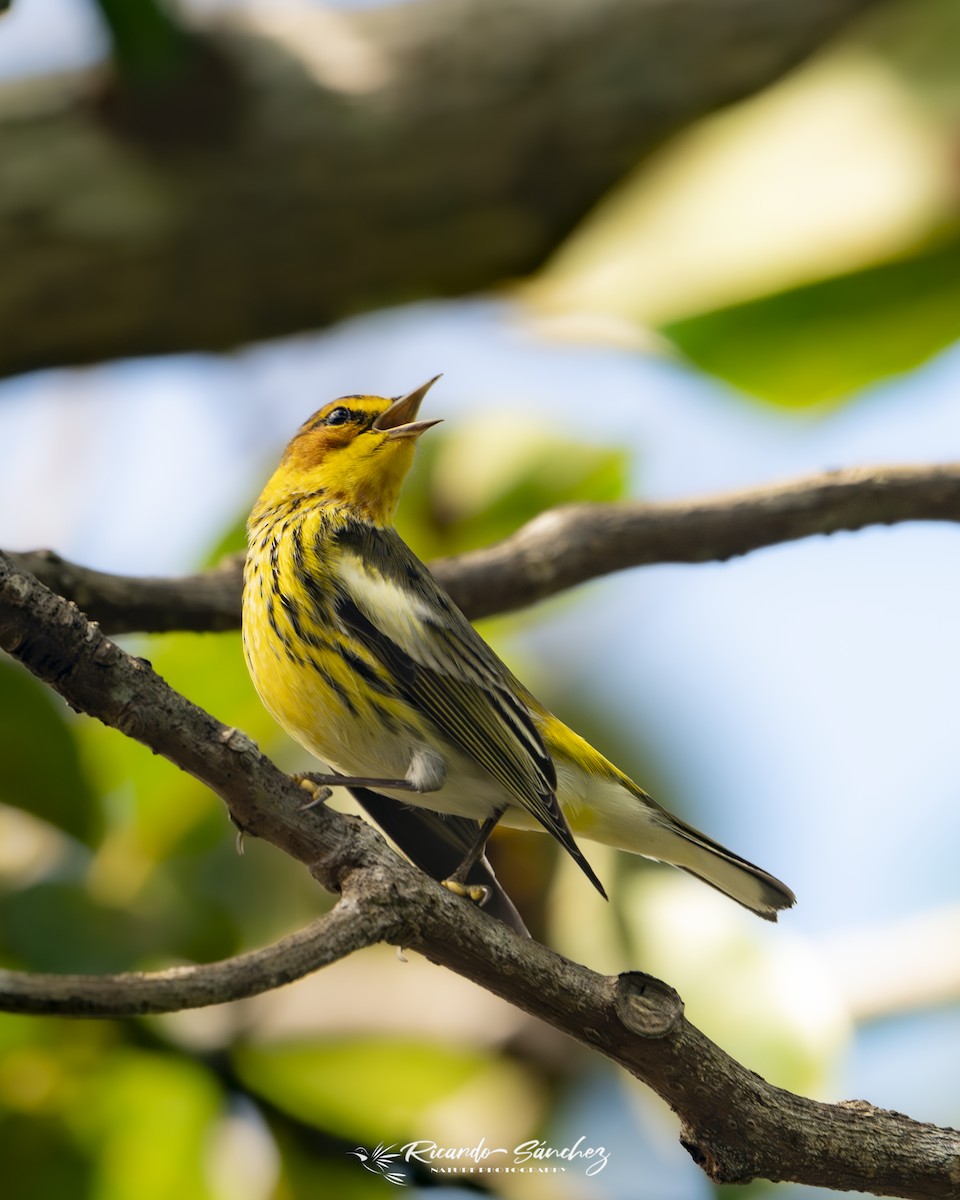 Cape May Warbler - ML629721042