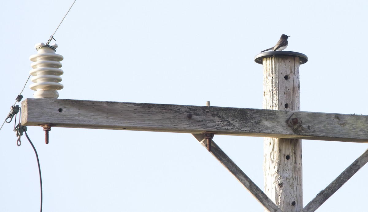 Чёрный фиби - ML629721078