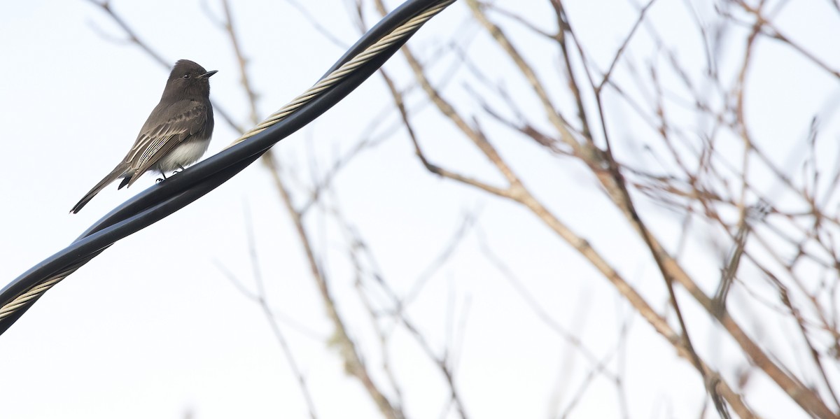 Чёрный фиби - ML629721085