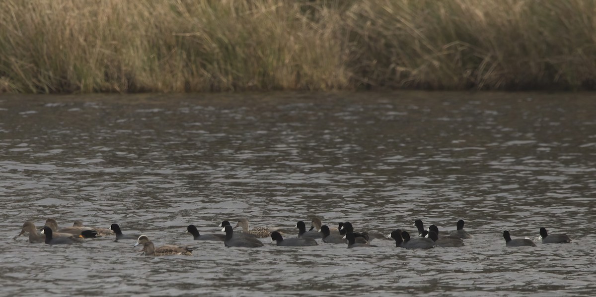 American Coot - ML629721134