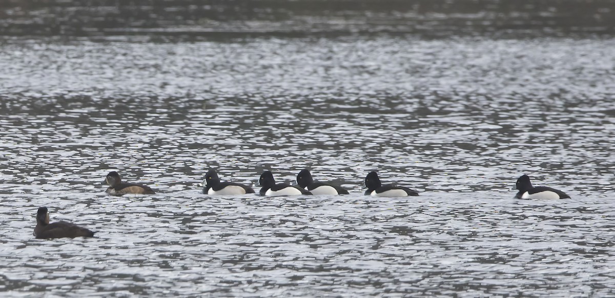 Ring-necked Duck - ML629721176