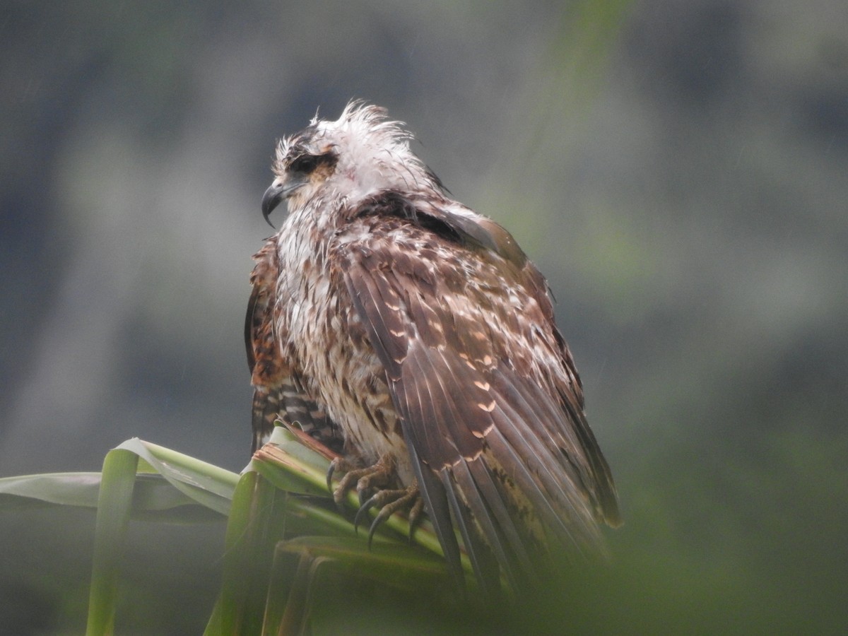 Snail Kite - ML629721464
