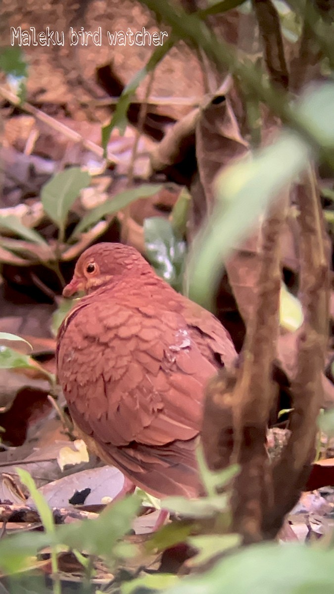 Ruddy Quail-Dove - ML629721932