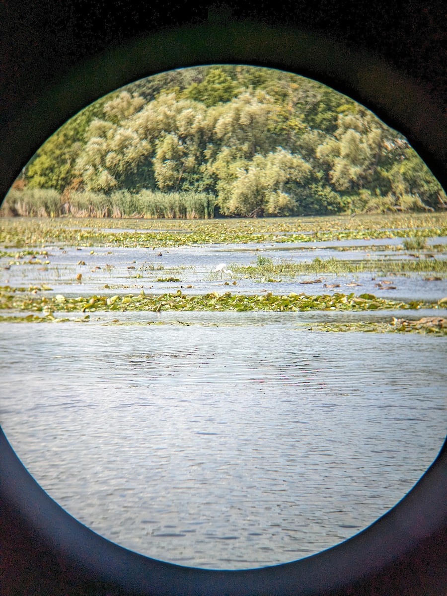 Great Egret - ML629722156