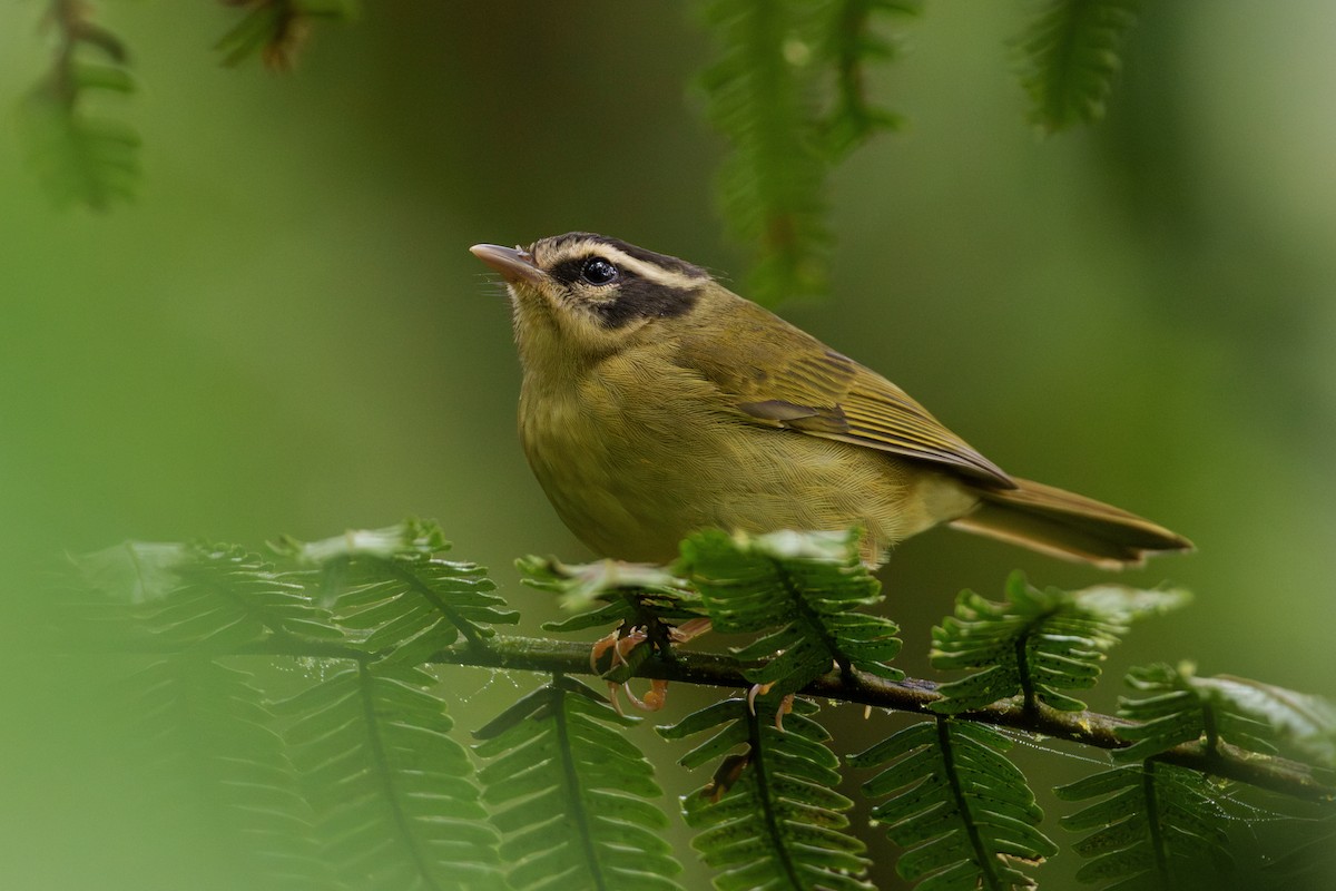 Three-striped Warbler - ML629722196