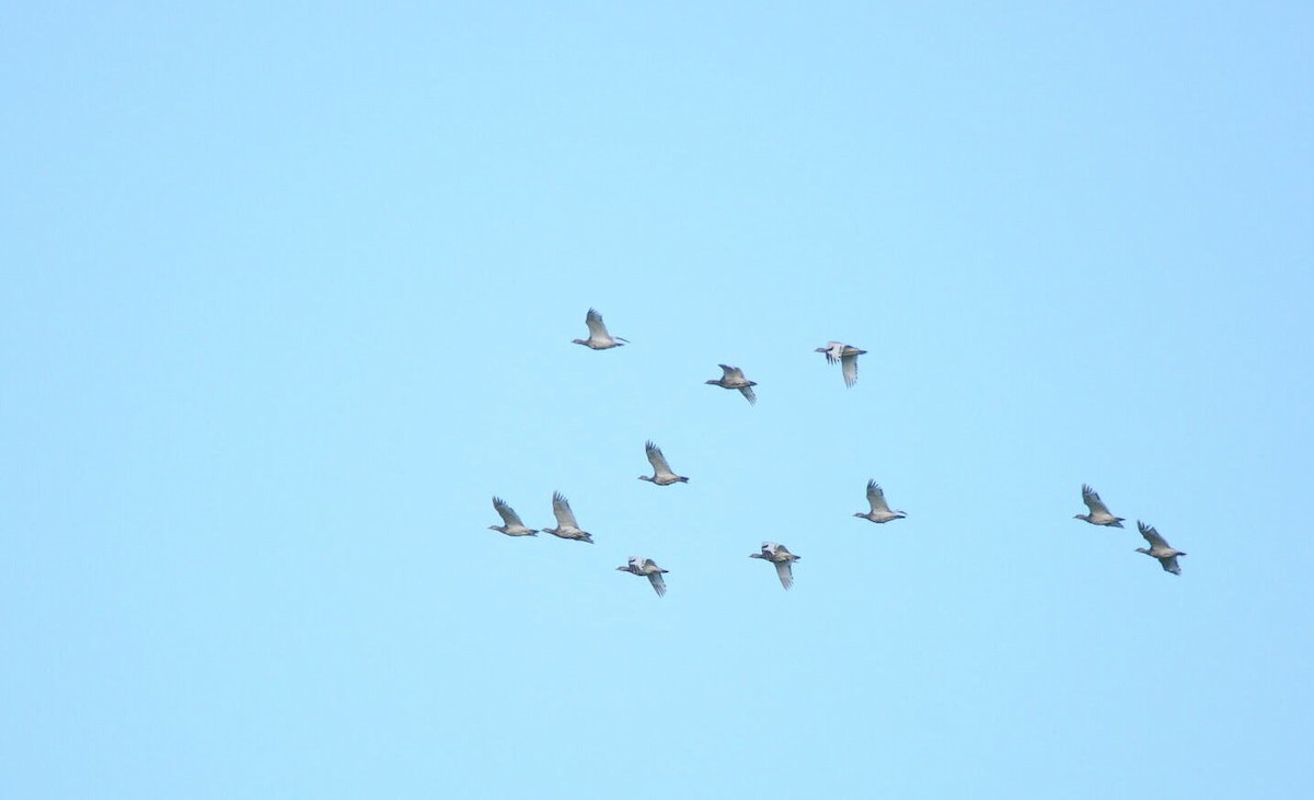 Little Bustard - ML629722339